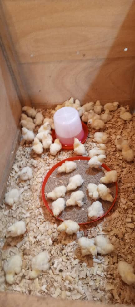 Album Poulet couverture