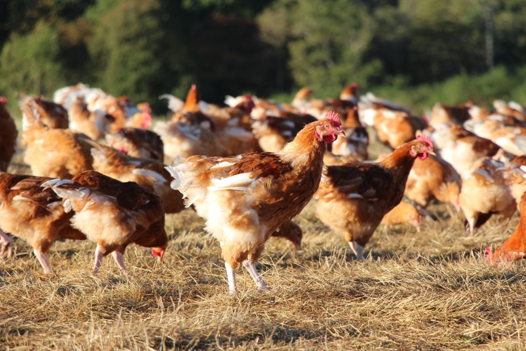 Elevage de volailles